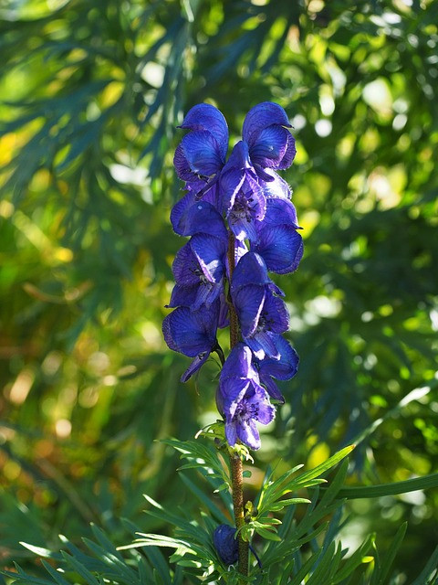 La scutellaire déstresse et apaise les nerfs Plantes et Santé