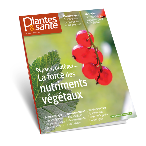 Comment l angélique agit contre la polyarthrite Plantes et Santé