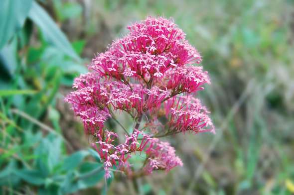 Centranthe rouge (centranthus ruber)