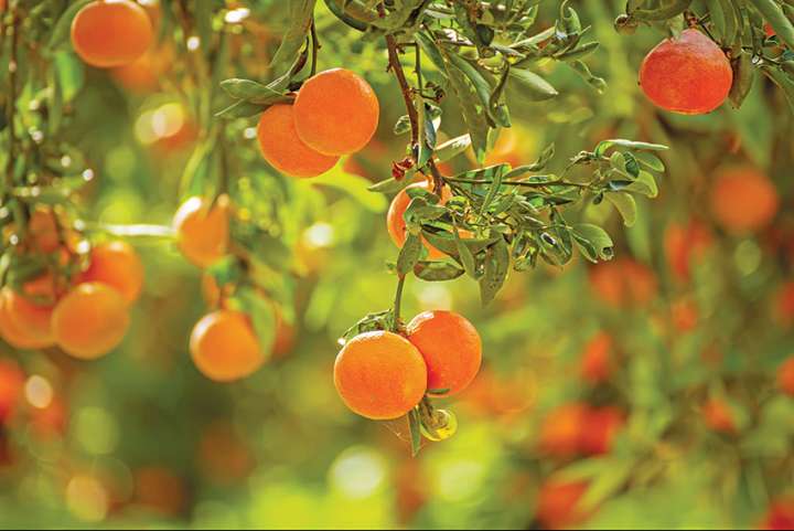 L'huile essentielle de mandarine rouge : une joyeuse senteur