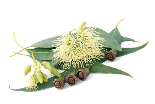 Eucalyptis