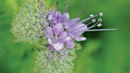 L'alfalfa, pour soulager système endocrinien et ménopause