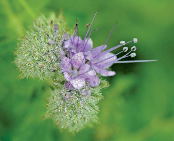 L'alfalfa, pour soulager système endocrinien et ménopause