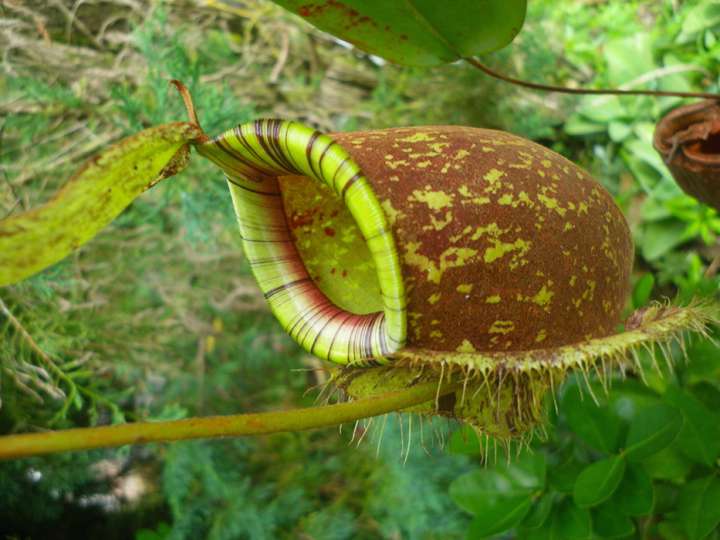 Nepenthes