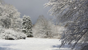 Forêt de la Haye