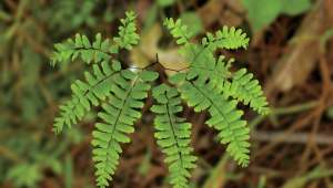 Fougère maidenhair, Adiantum pedatum : futur insecticide ?