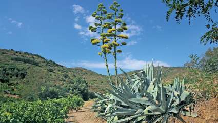 L'agave et ses multiples transformations