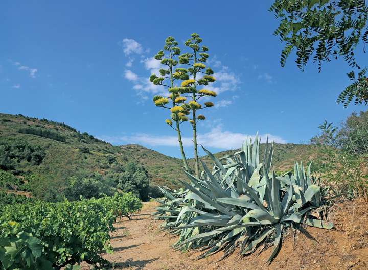 L'agave et ses multiples transformations