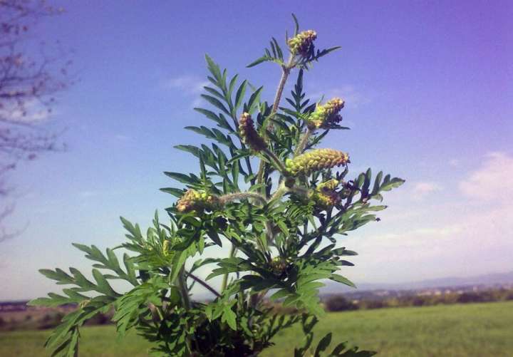 L'ambroisie - Une plante envahissante - Plantes et Santé