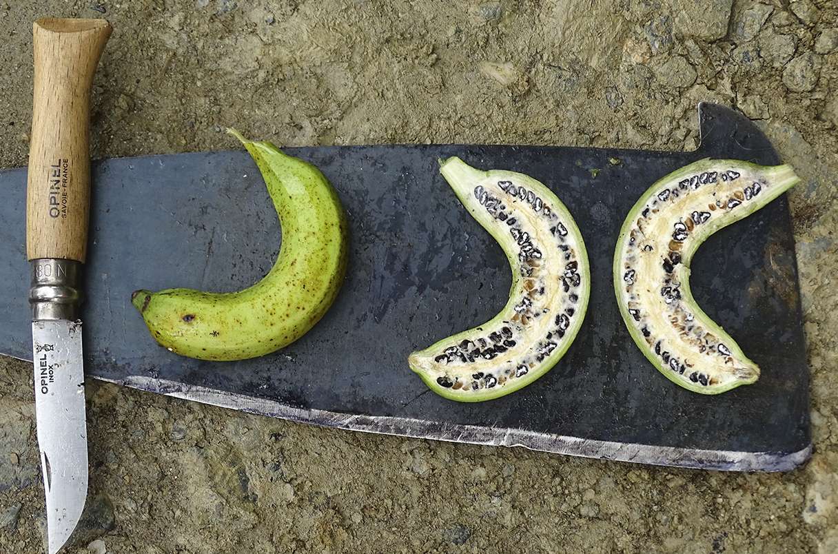 Sur la piste des origines de la banane Plantes et Santé