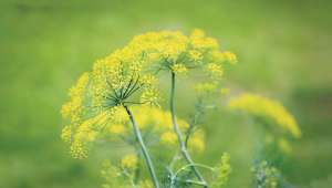 On ose la détox aromatique !