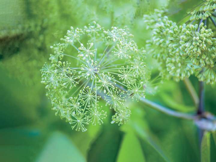 Angélique officinale (angelica archangelia)