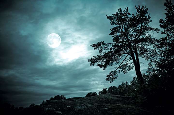 Voici pourquoi les branches des arbres tombent vers le bas la nuit