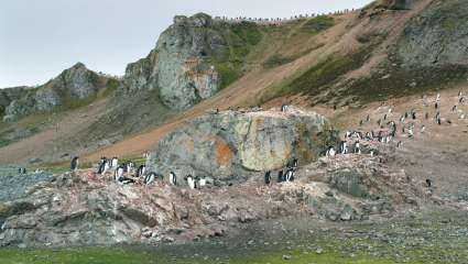 L'Antarctique est-il en train de verdir ?