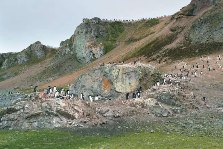 L'Antarctique est-il en train de verdir ?