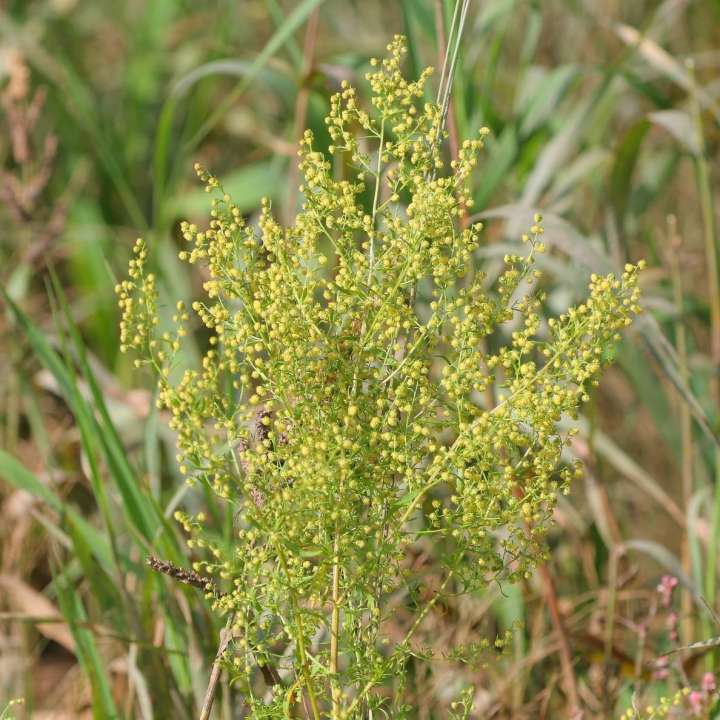 Artemesia annua