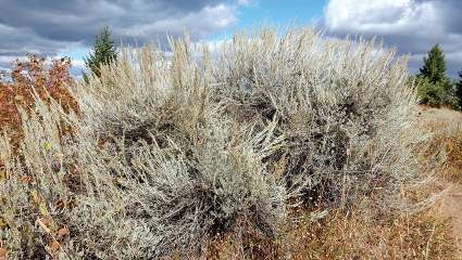 Les plantes infirmières du désert (Artemisia tridentata)