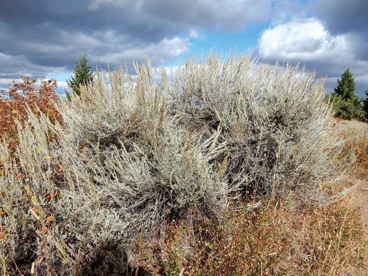 Les plantes infirmières du désert (Artemisia tridentata)