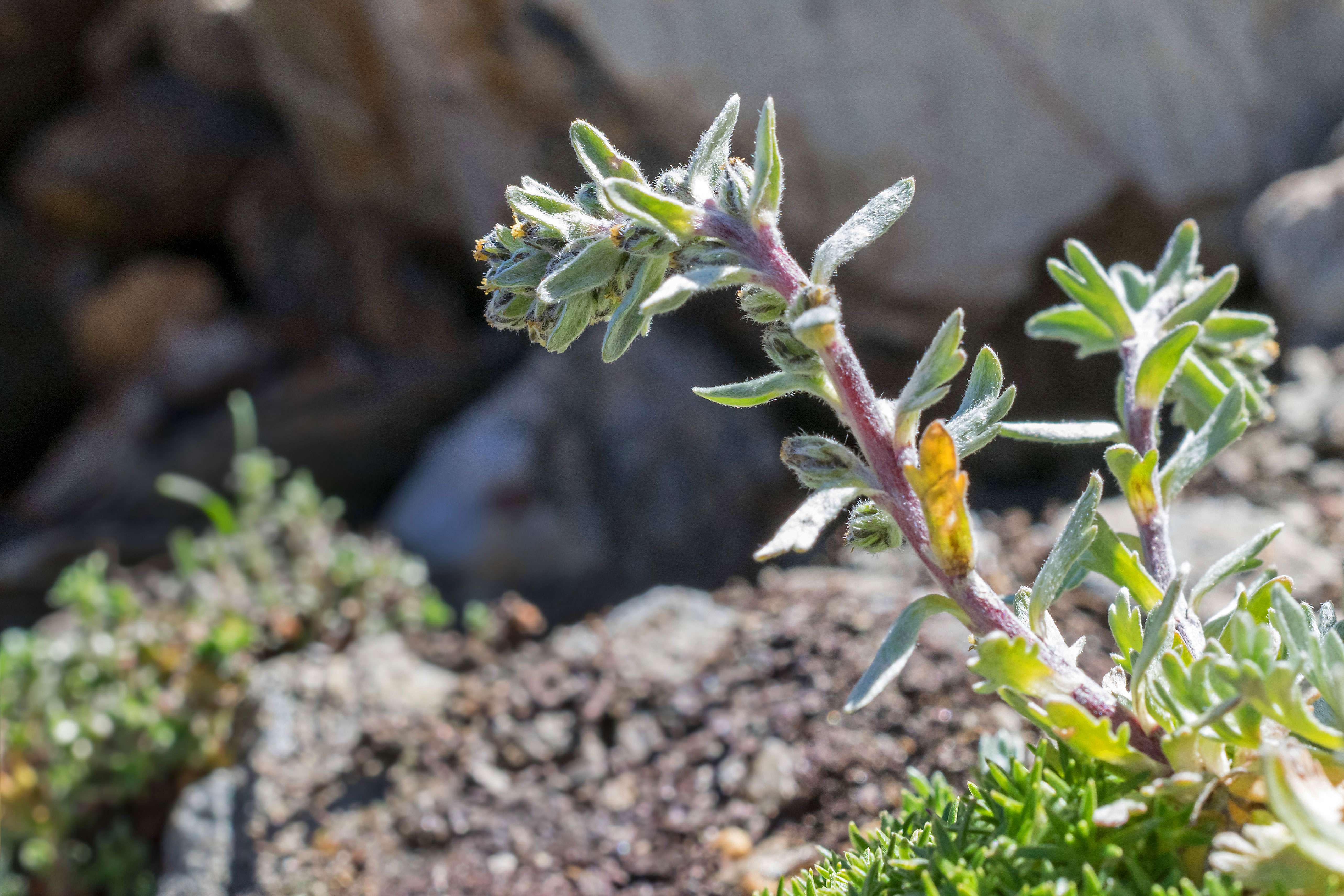 Artemisia eriantha, le génépi blanc ou génépi des rochers,…