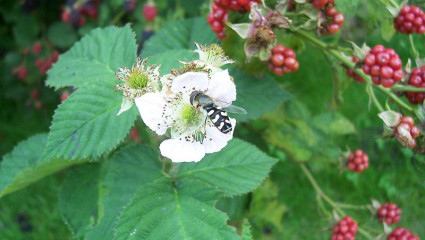 La ronce ou Rubus fruticosus