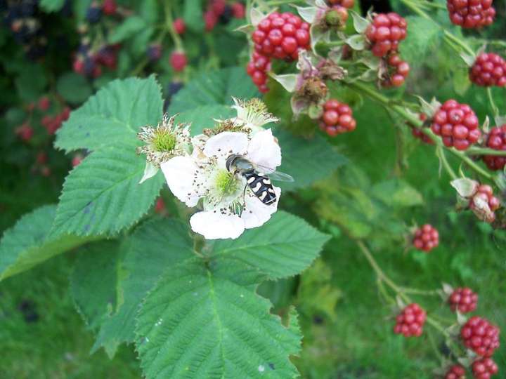 La ronce ou Rubus fruticosus