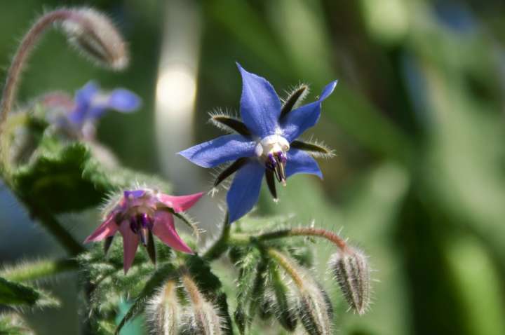 La bourrache est une sérieuse alliée pour soigner rhumes et bronchites ainsi que la rougeole et la scarlatine.