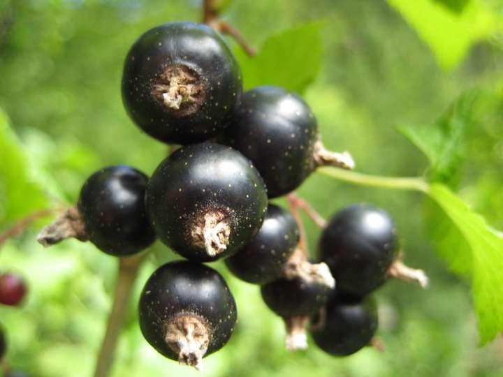 Cassis : tous les bienfaits de ce fruit antioxydant