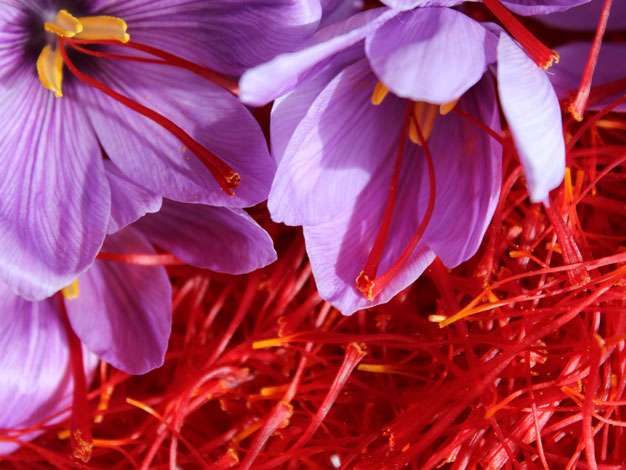 Le safran (Crocus sativus) contre le cancer- Plantes et Santé