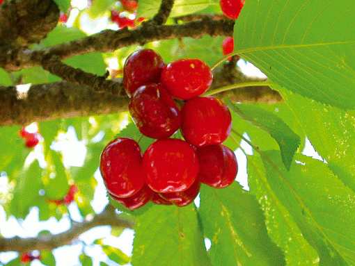 Infusion FRAISE, FRAMBOISE, CERISE - Infusion FRUITS ROUGES