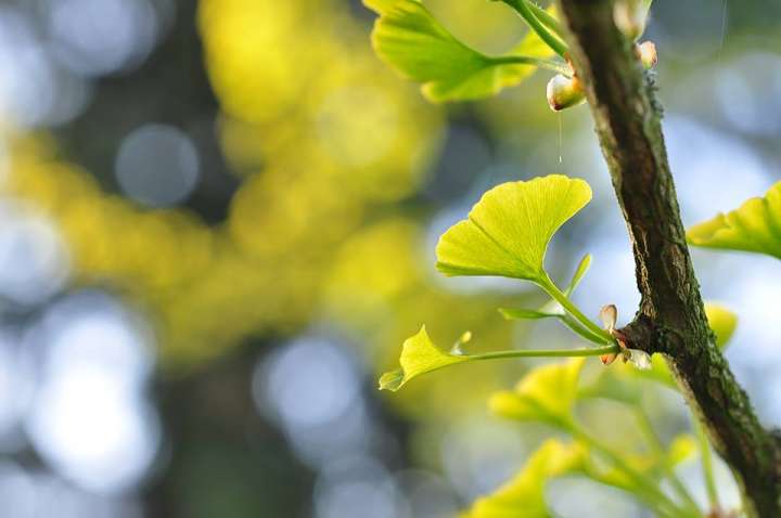 gingko biloba