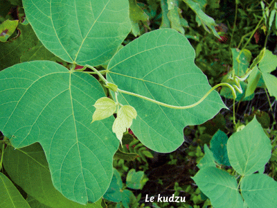 Phytothérapie : le kudzu