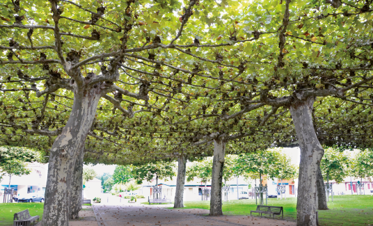 Georges Feterman et l'association ARBRES