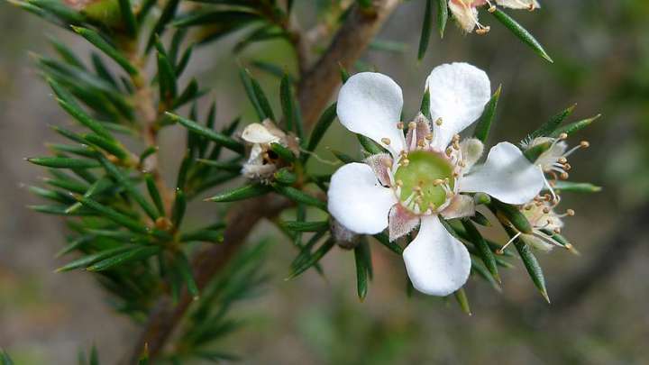 L’huile essentielle de tea tree possède des vertus antiseptiques et antivirales.