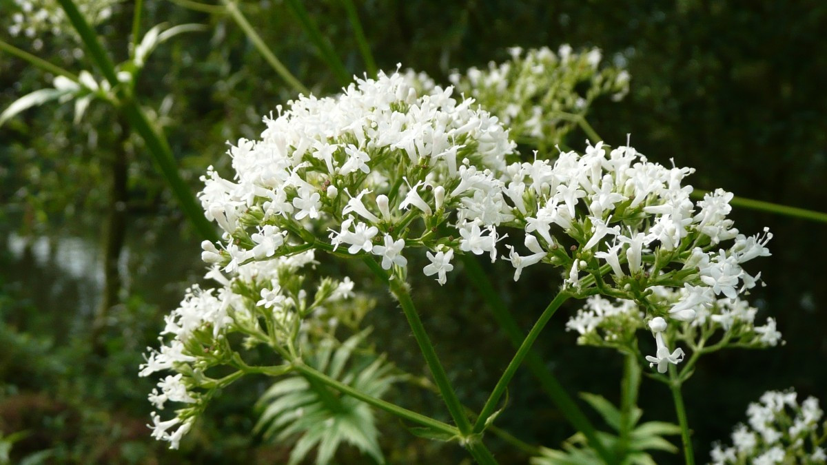 TISANE BIO VALÉRIANE (Valeriana officinalis) (Racines)
