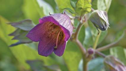 Atropa belladonna pour lutter contre la leucémie ?