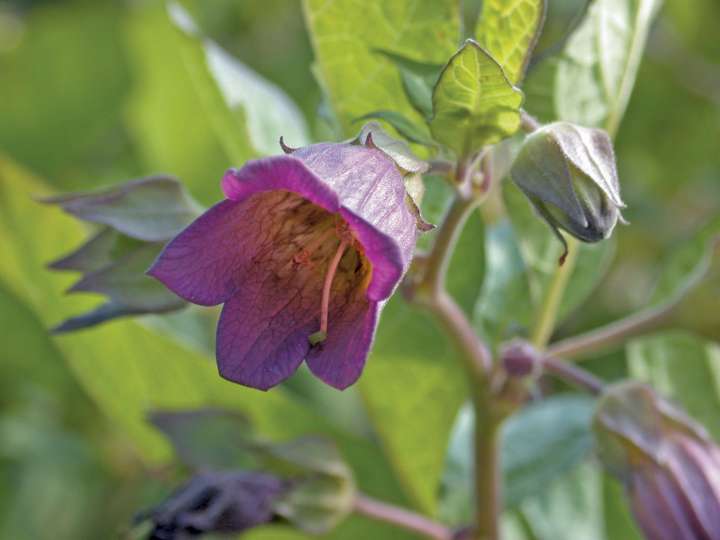 Atropa belladonna pour lutter contre la leucémie ?