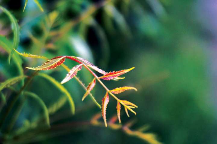 L'écorce de neem pour protéger du Covid ?