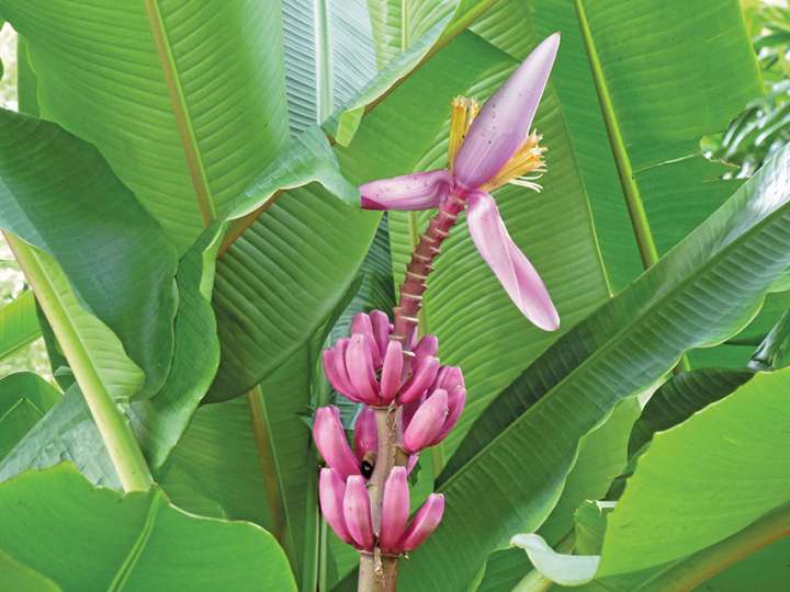 Banane musa velutina