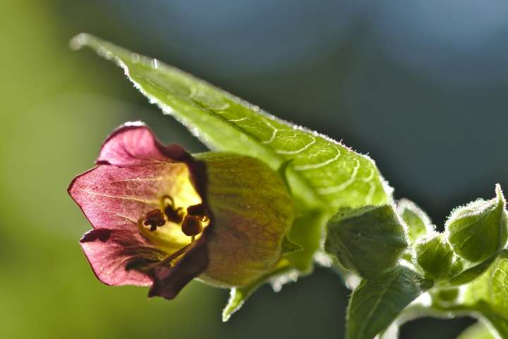 Atropa Belladonna