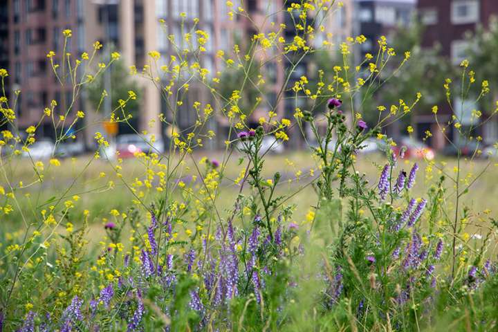 Les prairies sauvages plus bénéfiques à la santé que les parcs et jardins