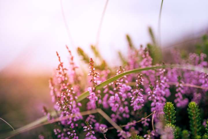 Bruyère callune (Calluna vulgaris)