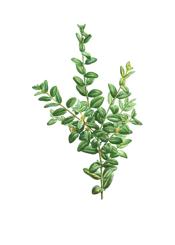 Buis commun (buxus sempervirens)