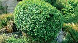 Buis (Buxus sempervirens)