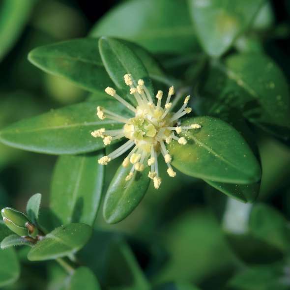 Buis (buxus sempervirens)