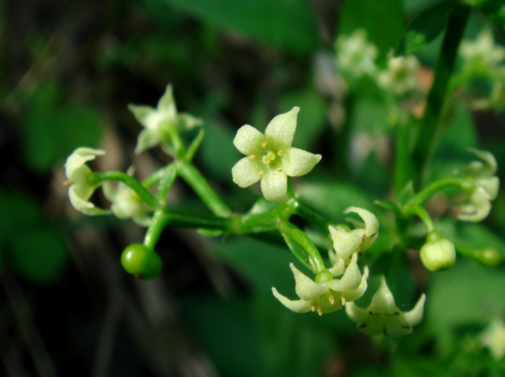 Racine du Manjishta (Rubia cordifolia)