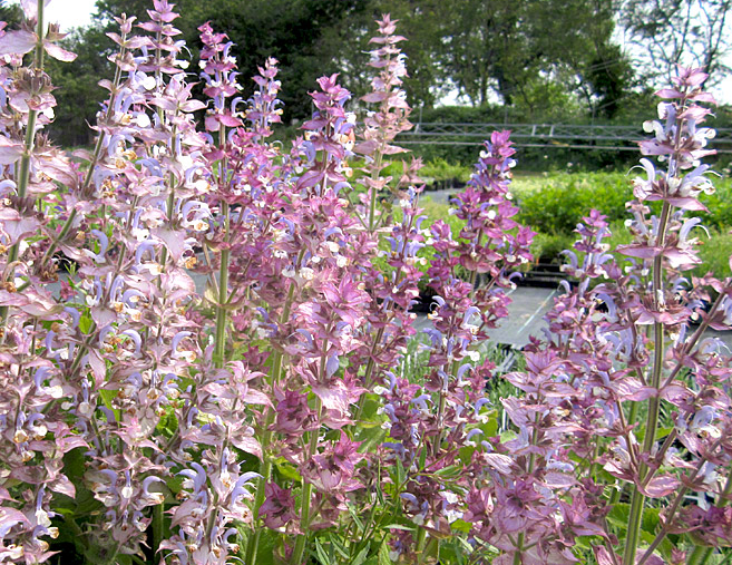 La Sauge sclarée (Salvia sclarea)