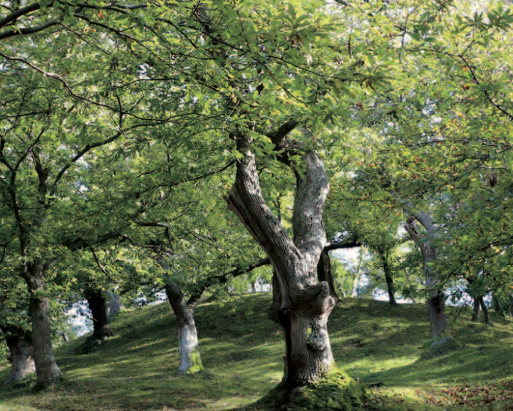 Arbre à pain