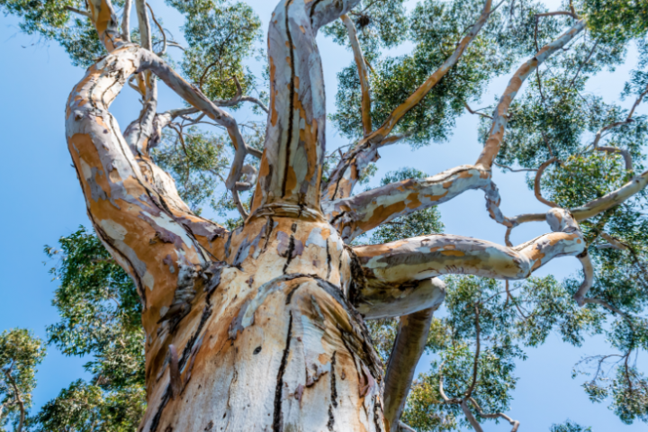 Eucalyptus arc-en-ciel, Eucalyptus deglupta