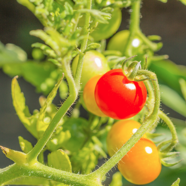 Plan de tomates