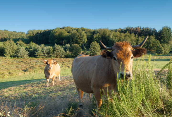 Vaches à cornes